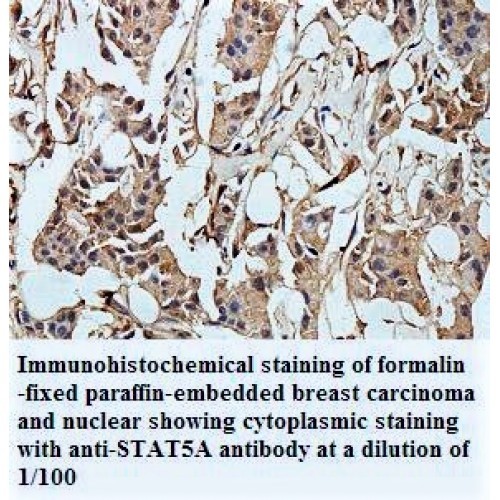 STAT5A Antibody