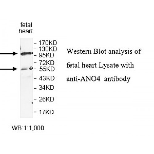 ANO4 Antibody
