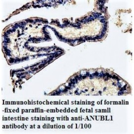ANUBL1 Antibody