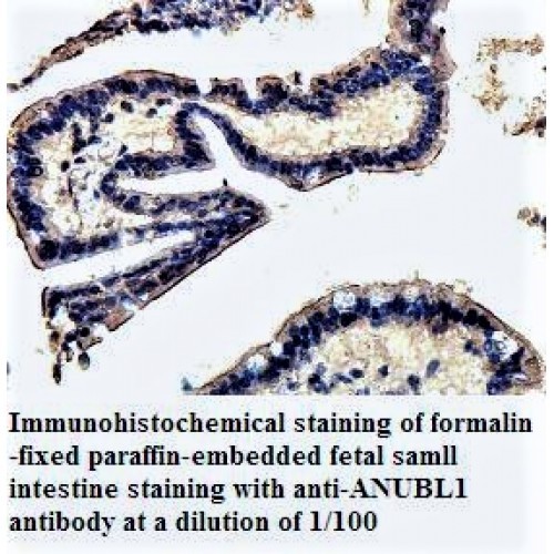 ANUBL1 Antibody