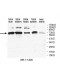 ANUBL1 Antibody