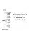 ANXA3 Antibody