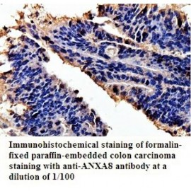 ANXA8 Antibody