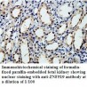 ZNF519 Antibody