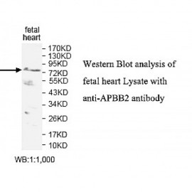 APBB2 Antibody