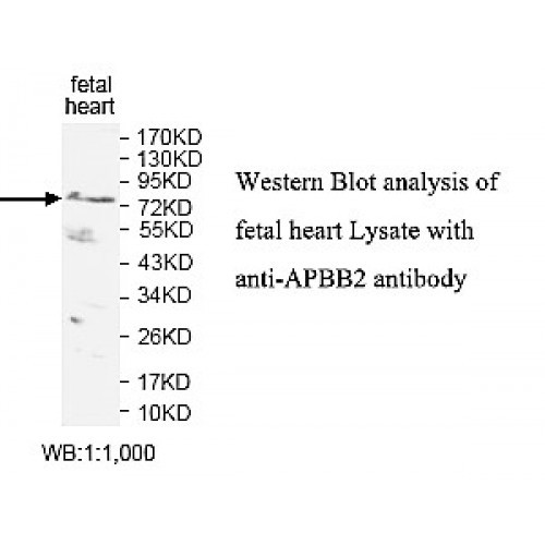 APBB2 Antibody