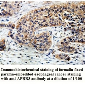APBB3 Antibody