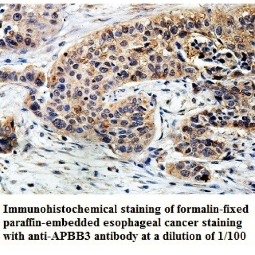 APBB3 Antibody