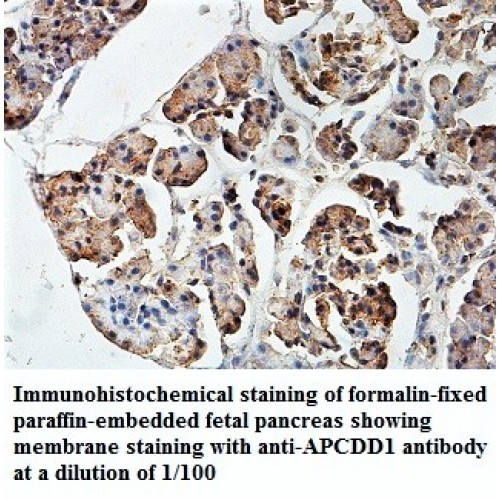 APCDD1 Antibody