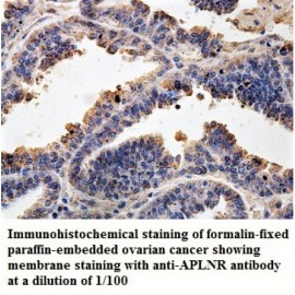 APLNR Antibody