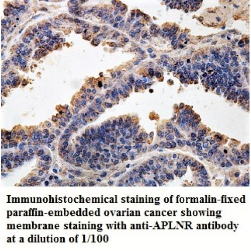 APLNR Antibody