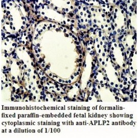 APLP2 Antibody