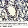 APLP2 Antibody