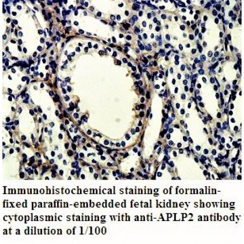 APLP2 Antibody