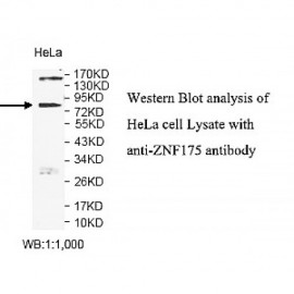 ZNF175 Antibody