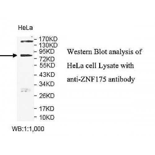 ZNF175 Antibody