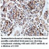 ARF3 Antibody