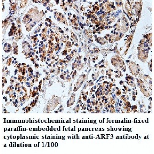 ARF3 Antibody