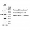 ARHGAP25 Antibody