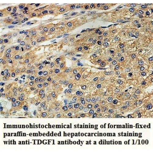 TDGF1 Antibody