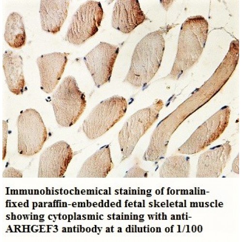 ARHGEF3 Antibody