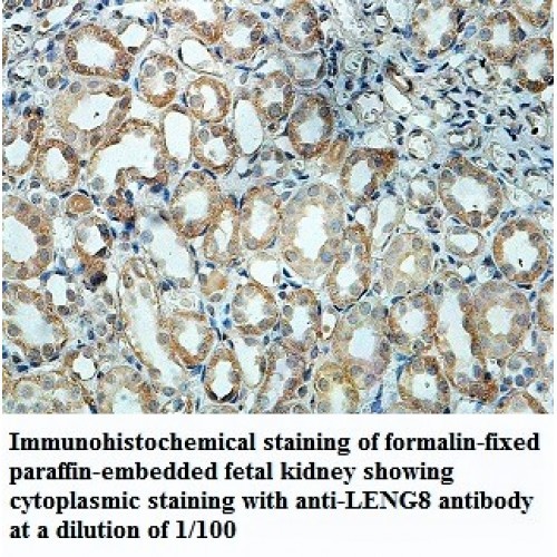 LENG8 Antibody