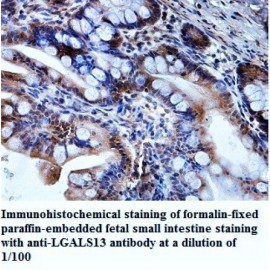 LGALS13 Antibody