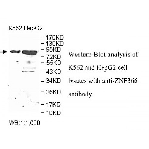 ZNF366 Antibody