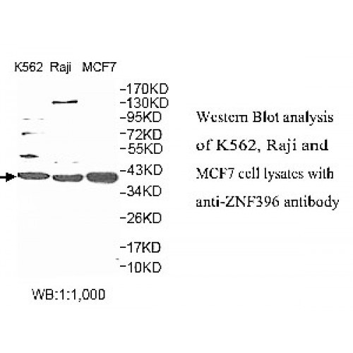 ZNF396 Antibody