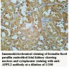 APPL2 Antibody