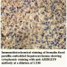 ARHGEF9 Antibody