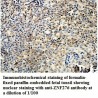 ZNF276 Antibody