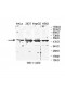 ZNF323 Antibody