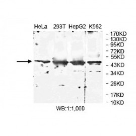 ZNF323 Antibody
