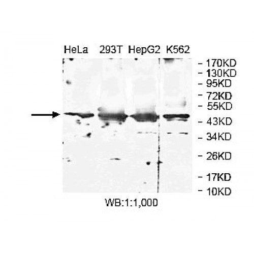 ZNF323 Antibody