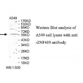 ZNF419 Antibody