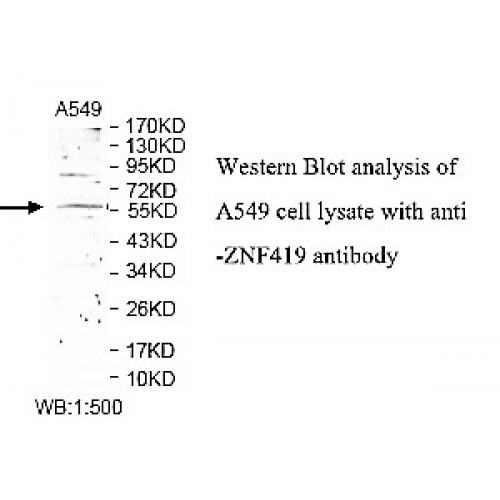 ZNF419 Antibody