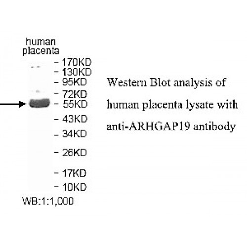 ARHGAP19 Antibody