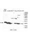 ARHGDIG Antibody