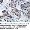 ARHGEF16 Antibody