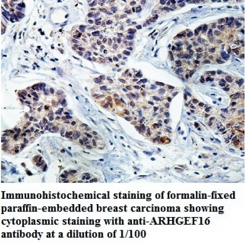 ARHGEF16 Antibody