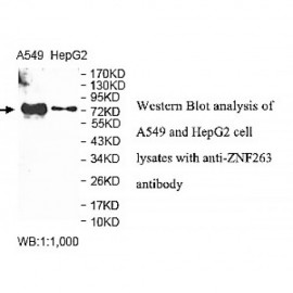 ZNF263 Antibody