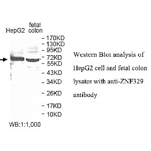 ZNF329 Antibody