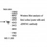 ZNF341 Antibody