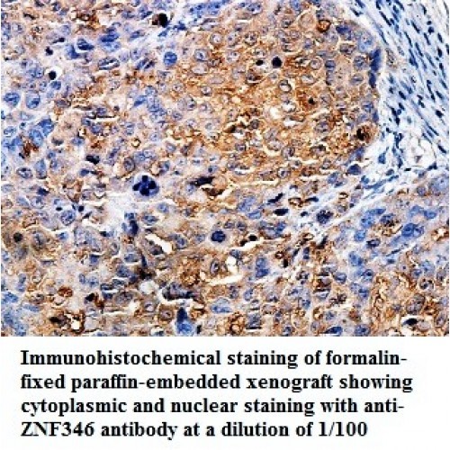 ZNF346 Antibody