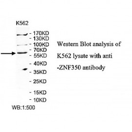 ZNF350 Antibody