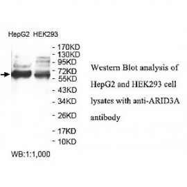 ARID3A Antibody