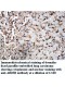 ARIH2 Antibody