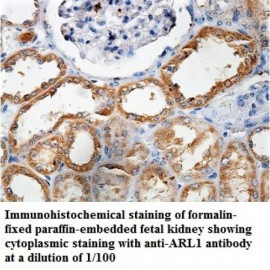 ARL1 Antibody