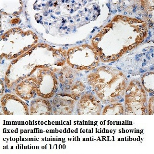 ARL1 Antibody